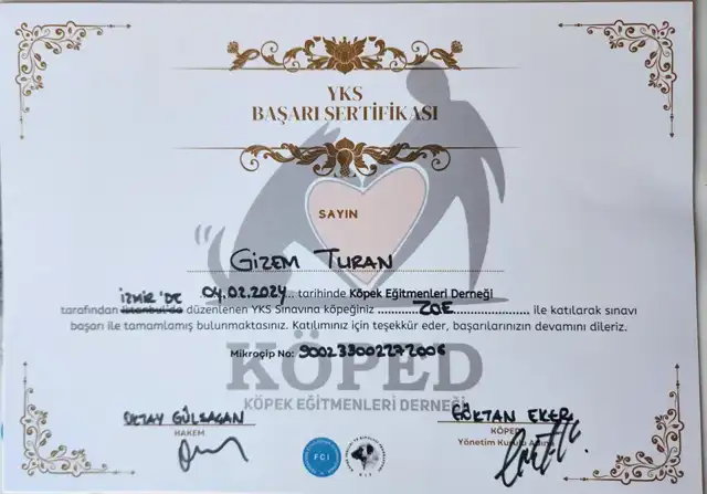 Yavru Köpek Sınavı Başarı Sertifikası