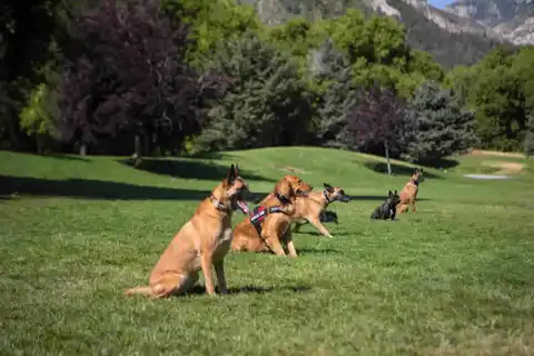 İleri İtaat Eğitimi